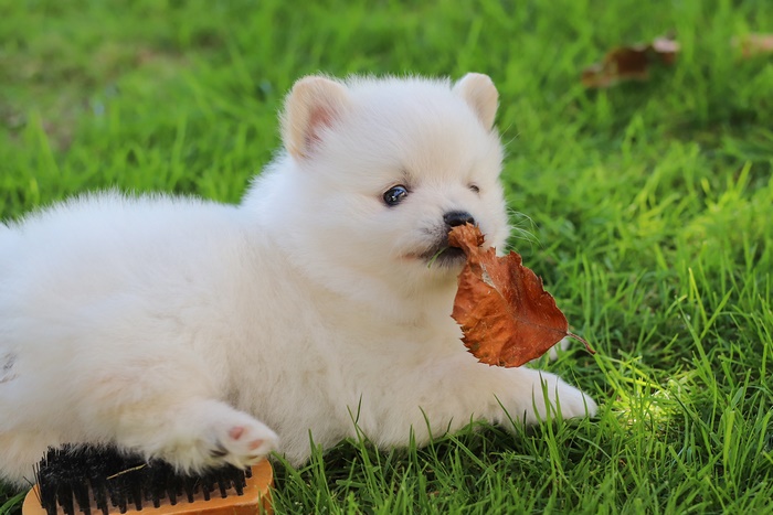 White Pomeranian puppy playing with a leaf