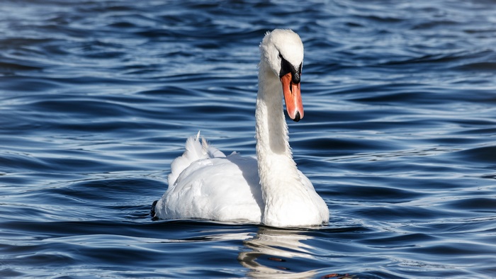 Mute Swan swimming on blue water