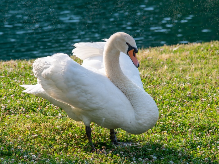 Mute Swan on Clover Field by Water