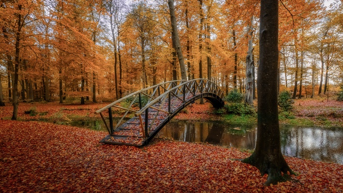 Photography Fall 4K Nature Park Bridge