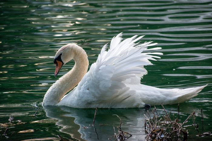 A Mute Swan with White Wings on a Pond