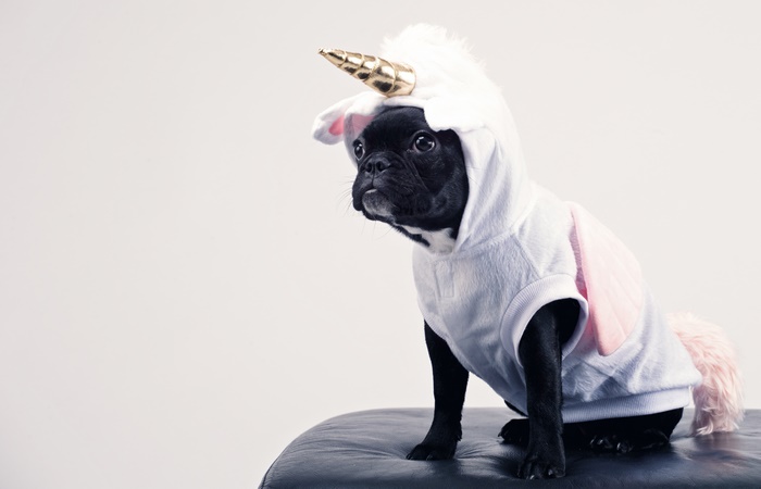 French Bulldog in a Unicorn Costume