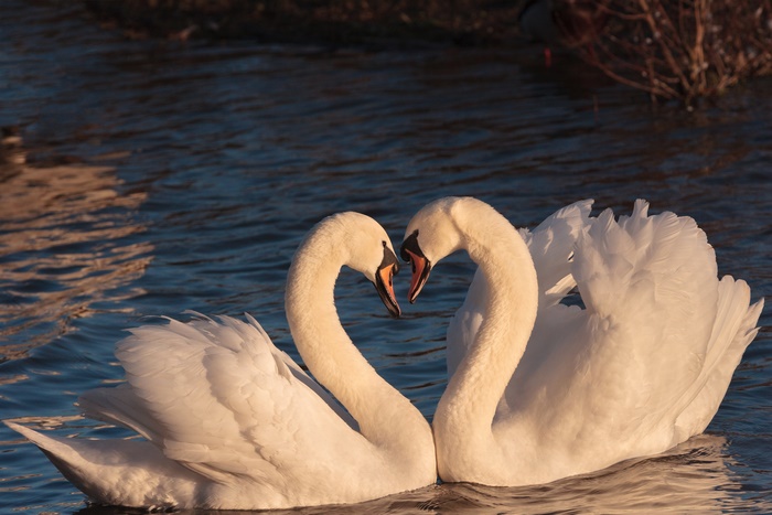 Two Mute Swans forming a heart shape