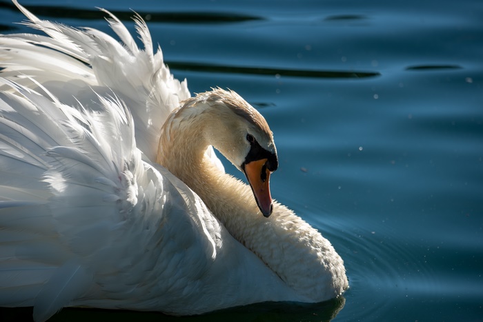 Mute Swan swimming on blue water