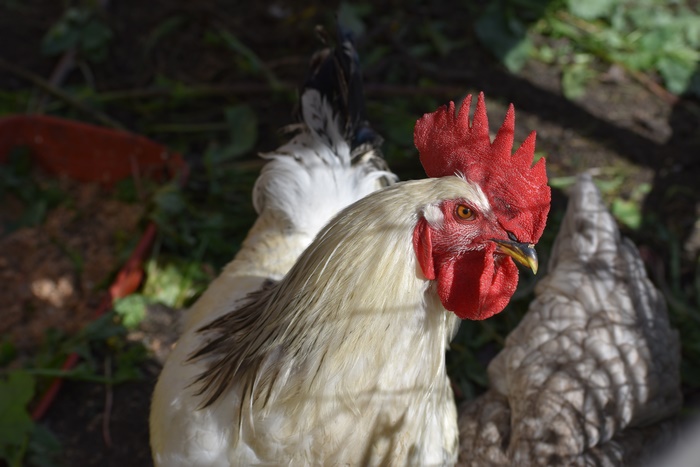 Rooster 4K Bird