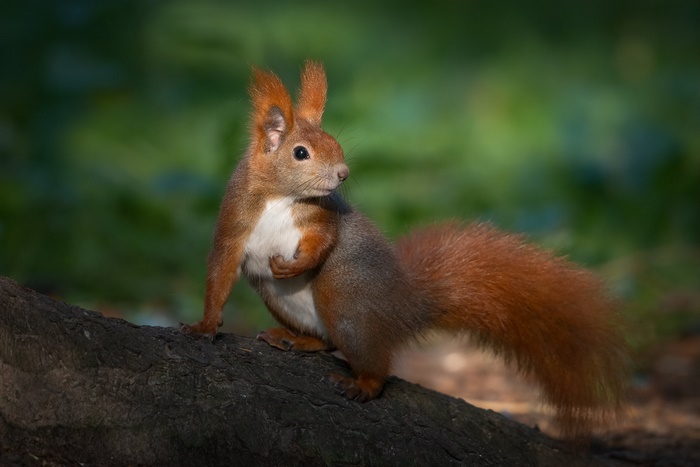 Red Squirrel on a Tree Branch