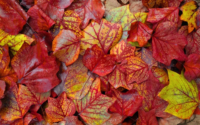 Pile of colorful autumn leaves