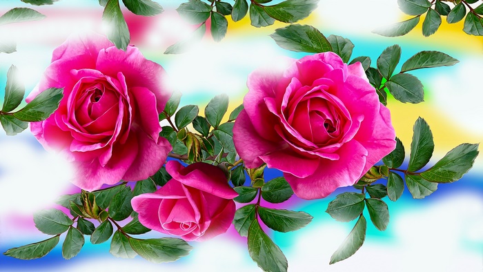 Pink Roses with Green Leaves