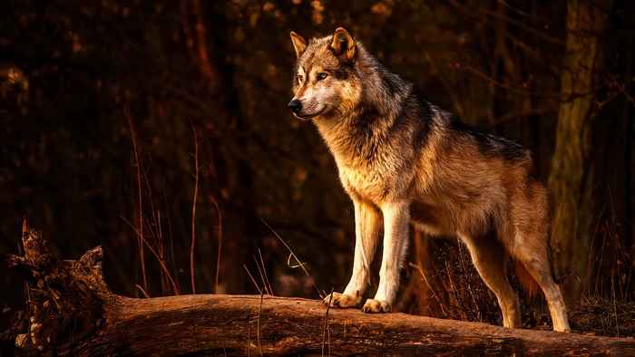 Wolf standing on a log in a forest