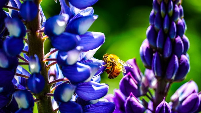 Bee on Lupine Flower 4K