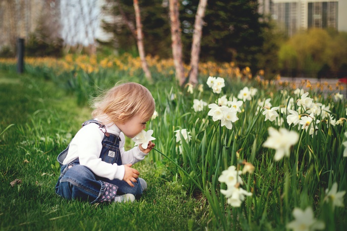 Baby smelling daffodils in spring 4K