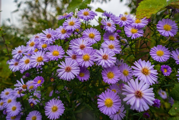 Purple Aster Flowers in 4K