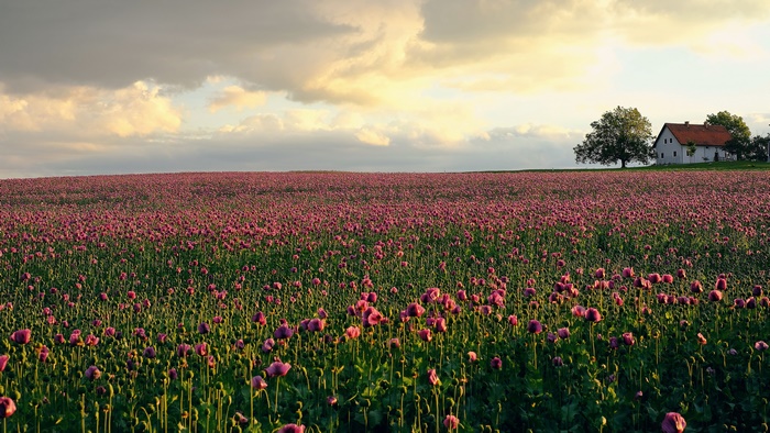 Field of Pink Poppies with a House