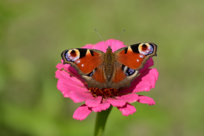 Peacock Butterfly on Pink Flower 4K