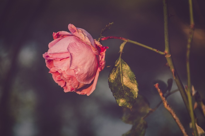 Pink Rose 4K