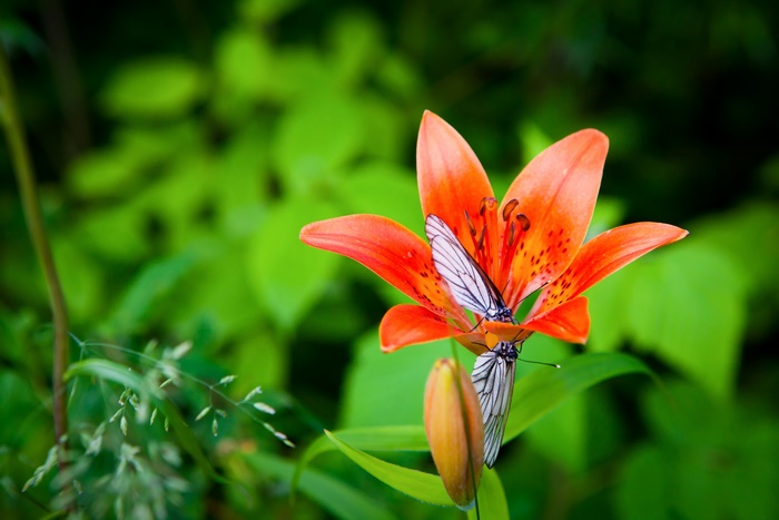 Two butterflies on an orange lily flower
