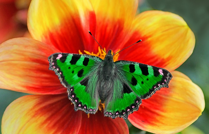 Green butterfly on a flower