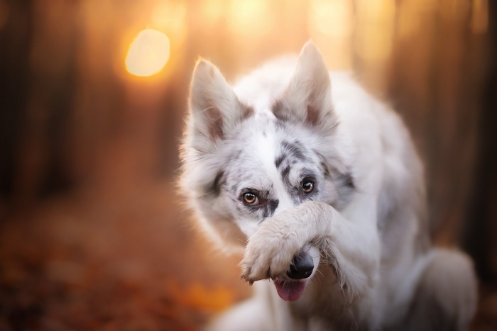 A white Border Collie dog with grey markings covers its face with its paw.