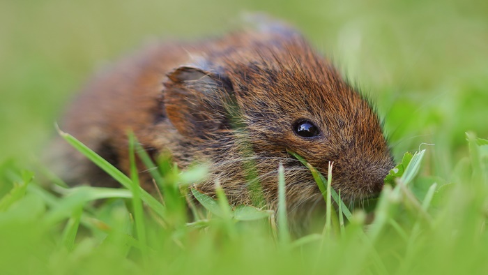 Vole in the grass