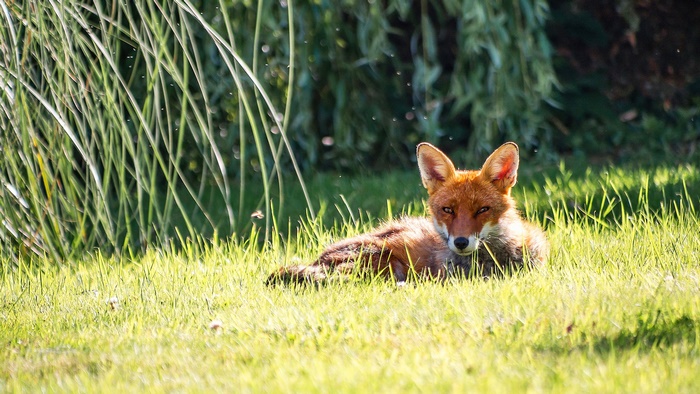 Red fox lying in green grass