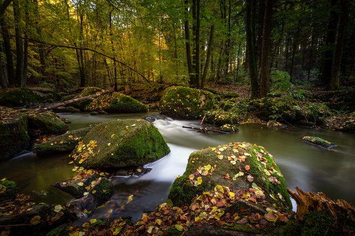 Mossy rocks in a forest stream during fall