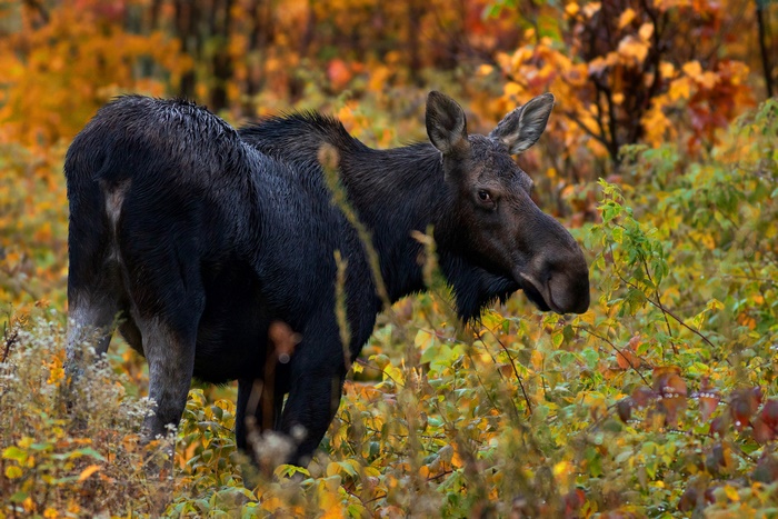 Moose in Fall Forest