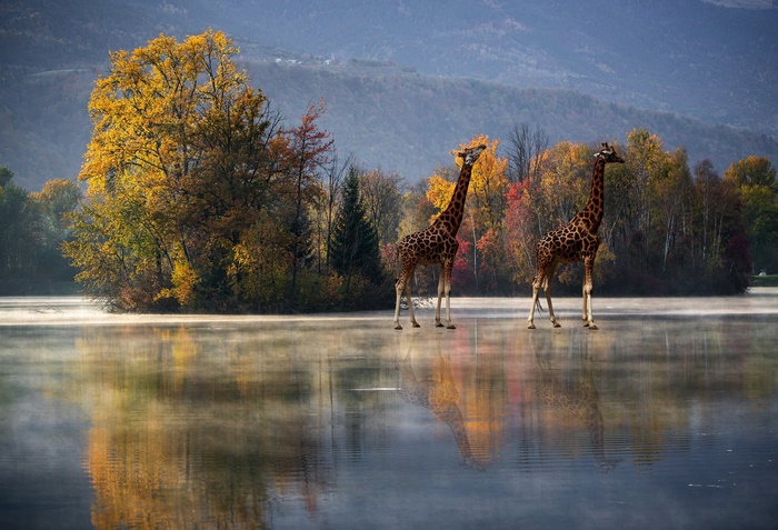 Two giraffes stand in a misty lake with autumn trees