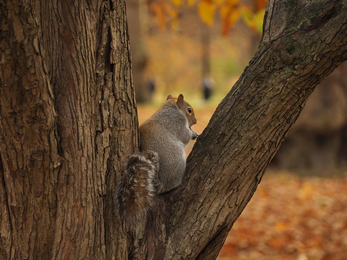 Squirrel on a tree trunk in autumn