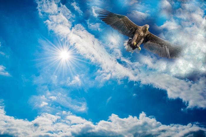 Eagle flying in the sky with clouds and sun