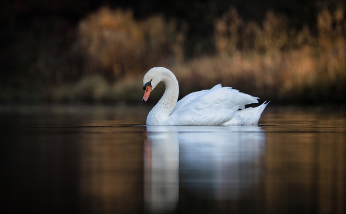 Mute Swan on a Lake with Blurred Background
