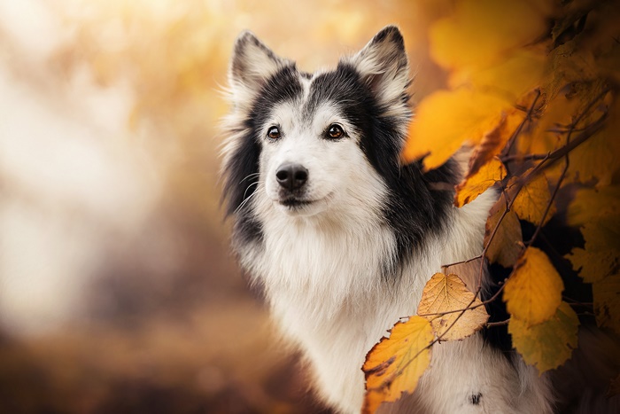 Dog in Fall Leaves