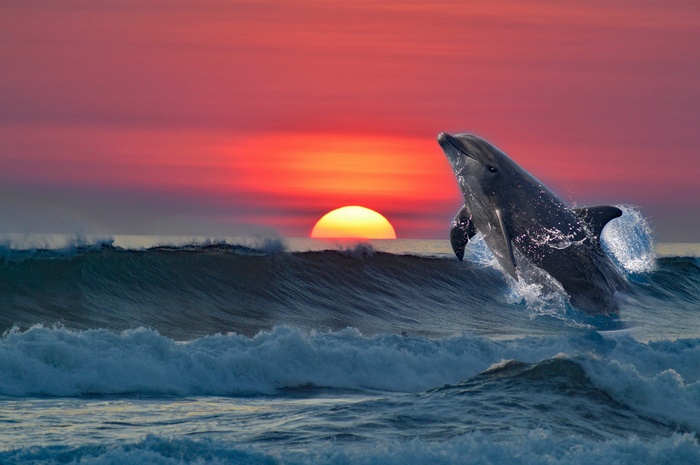 Dolphin jumping at sunset over the sea