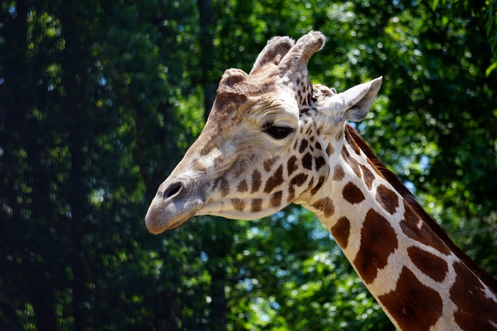 Giraffe head and neck in 4K