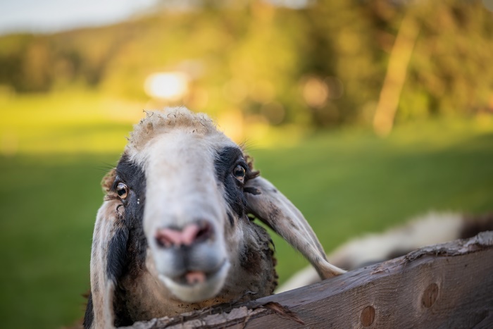 Sheep looking over a wooden fence