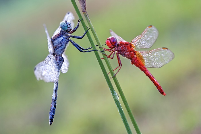 Two Dragonflies on a Blade of Grass