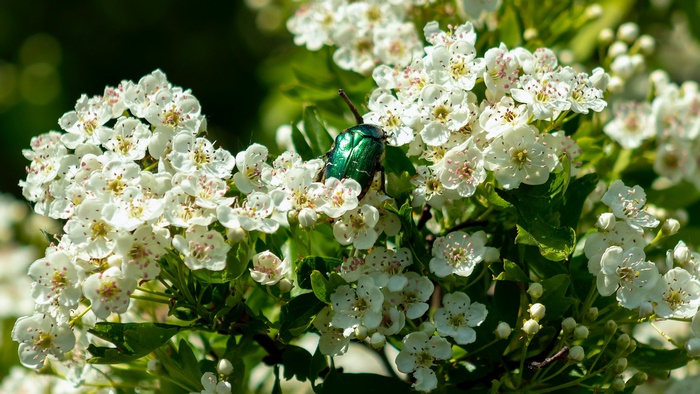 Green beetle on white blossoms