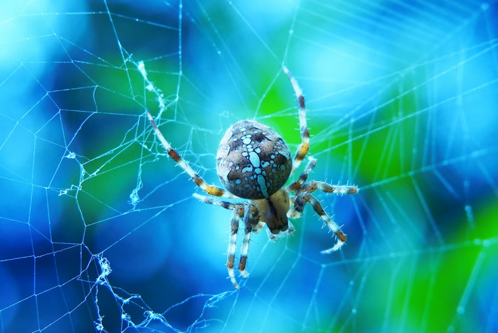 Spider on a web with blue and green background