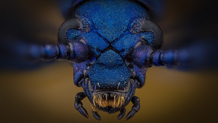 Extreme Macro Close-Up of a Blue Beetle's Head