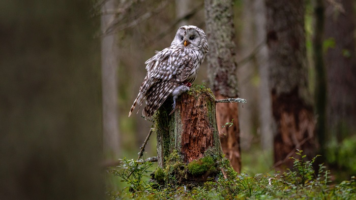 Ural Owl with Prey on a Tree Stump