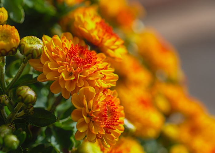 Close-up of orange Chrysanthemums with buds