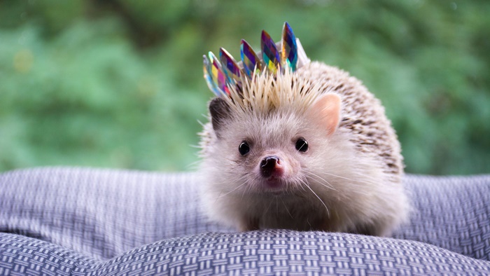 Hedgehog wearing a crown of crystals