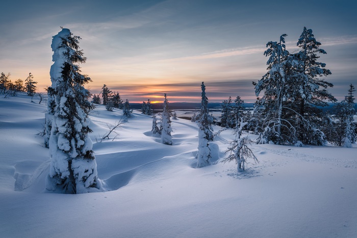 Snowy fir trees at sunset in Russia