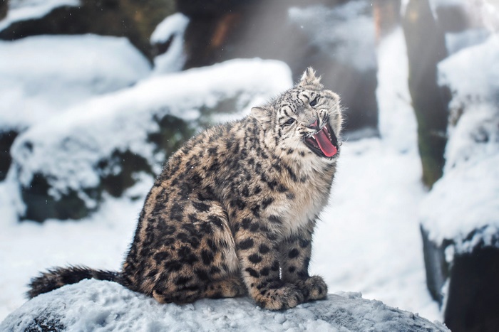 Snow Leopard Yawning in Snowy Environment