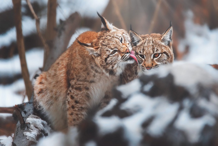 Two lynx grooming each other in the snow