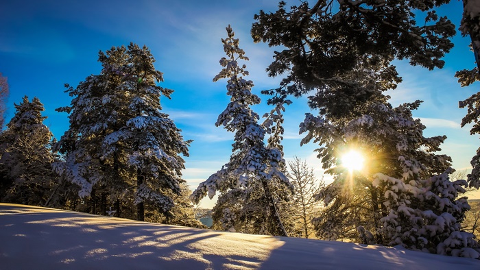 Winter Forest with Snow and Sun