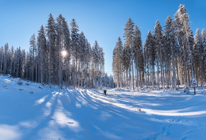 Photography Winter 4K Snow Ski Forest