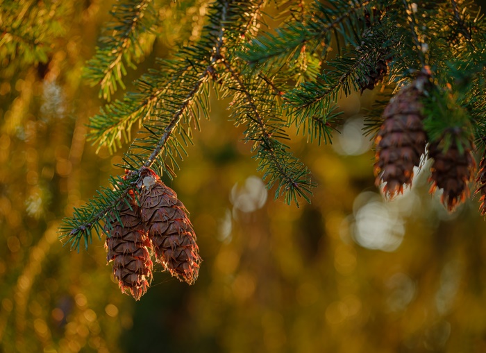 Spruce cones on a branch with bokeh