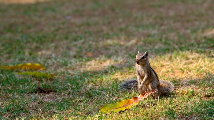 Chipmunk in a grassy field with fallen leaves