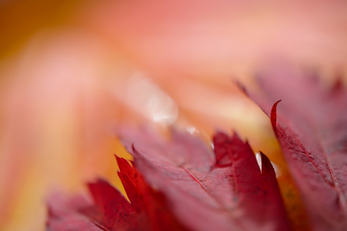 Macro shot of red leaves with blurred background