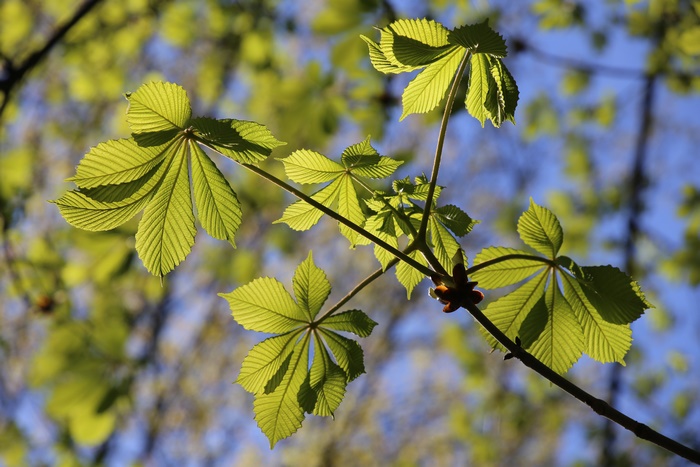 Horse Chestnut Leaves on Branch 4K